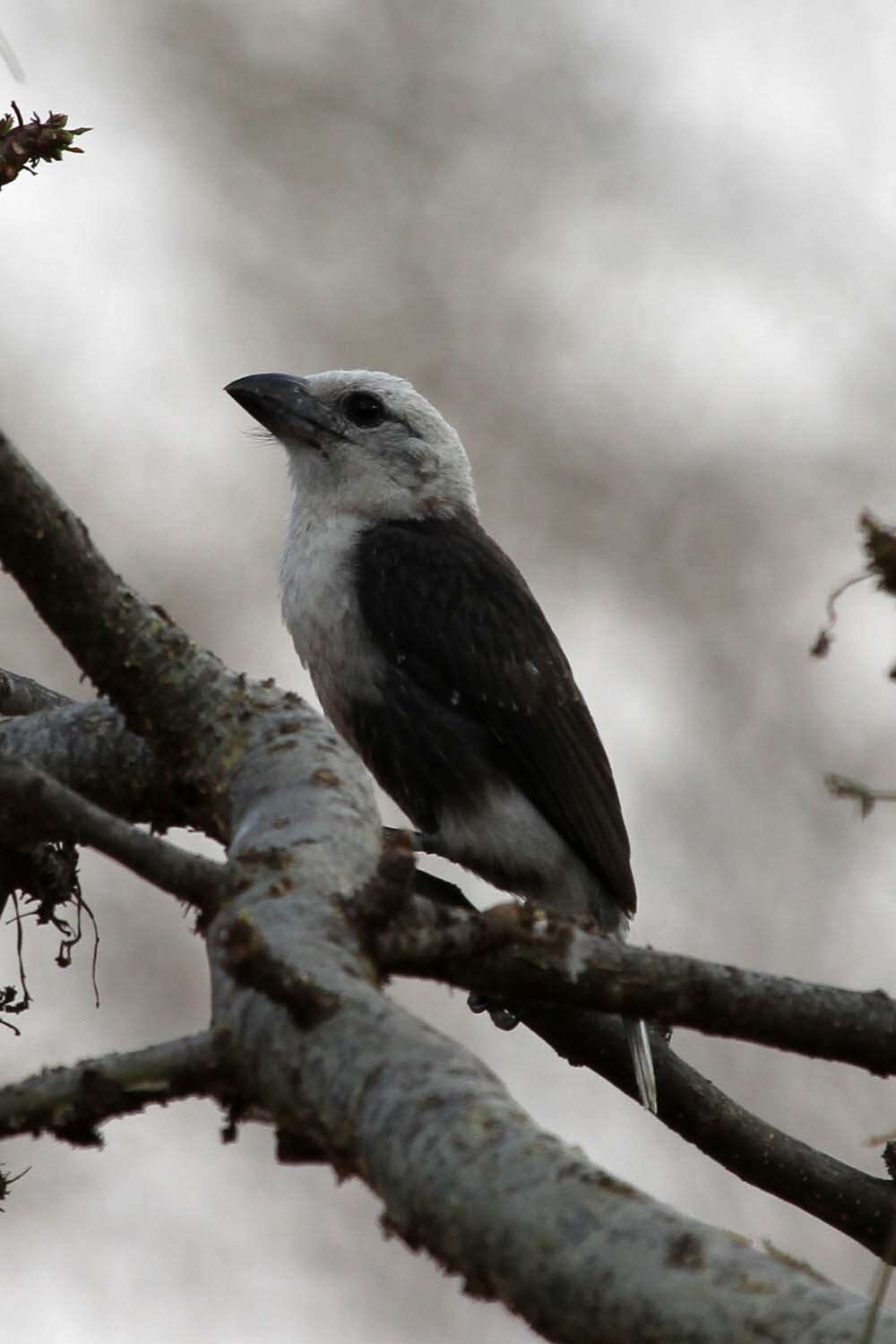 Image of White-headed Barbet