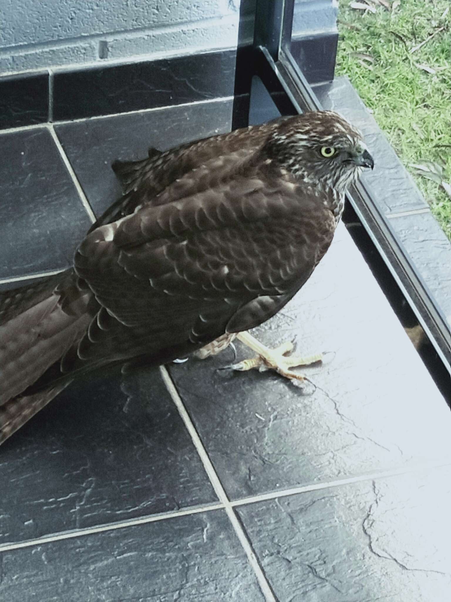 Image of Collared Sparrowhawk