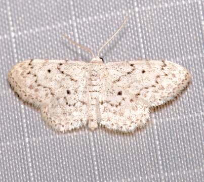 صورة <i>Idaea ostentaria</i>