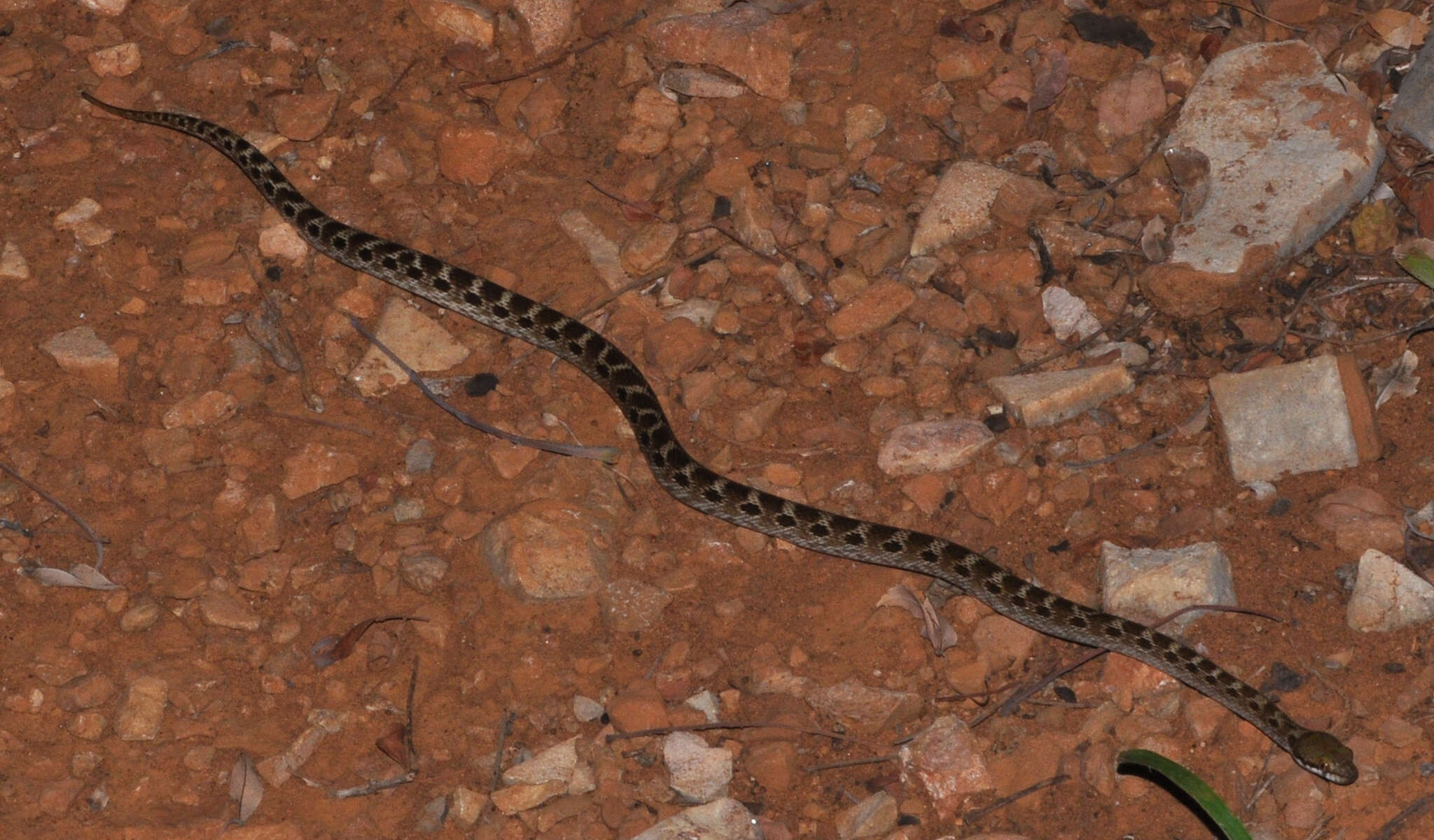 Sivun Madagascarophis ocellatus Domergue 1987 kuva