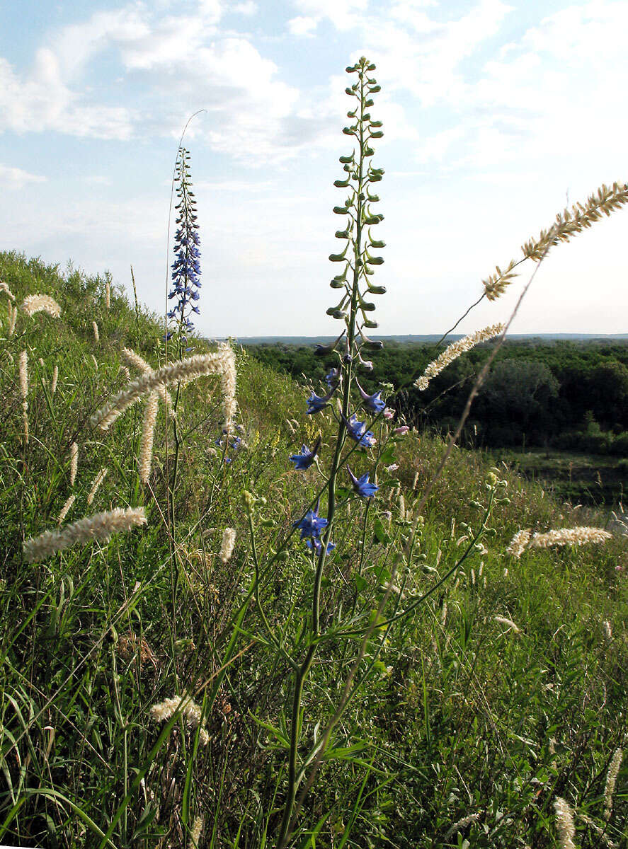 Delphinium schmalhausenii Albov.的圖片