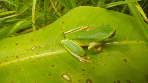 Image of Lesser Bromeliad Treefrog