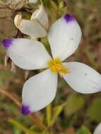 Image of Exacum tetragonum Roxb.