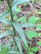 Image of Labrador Indian paintbrush