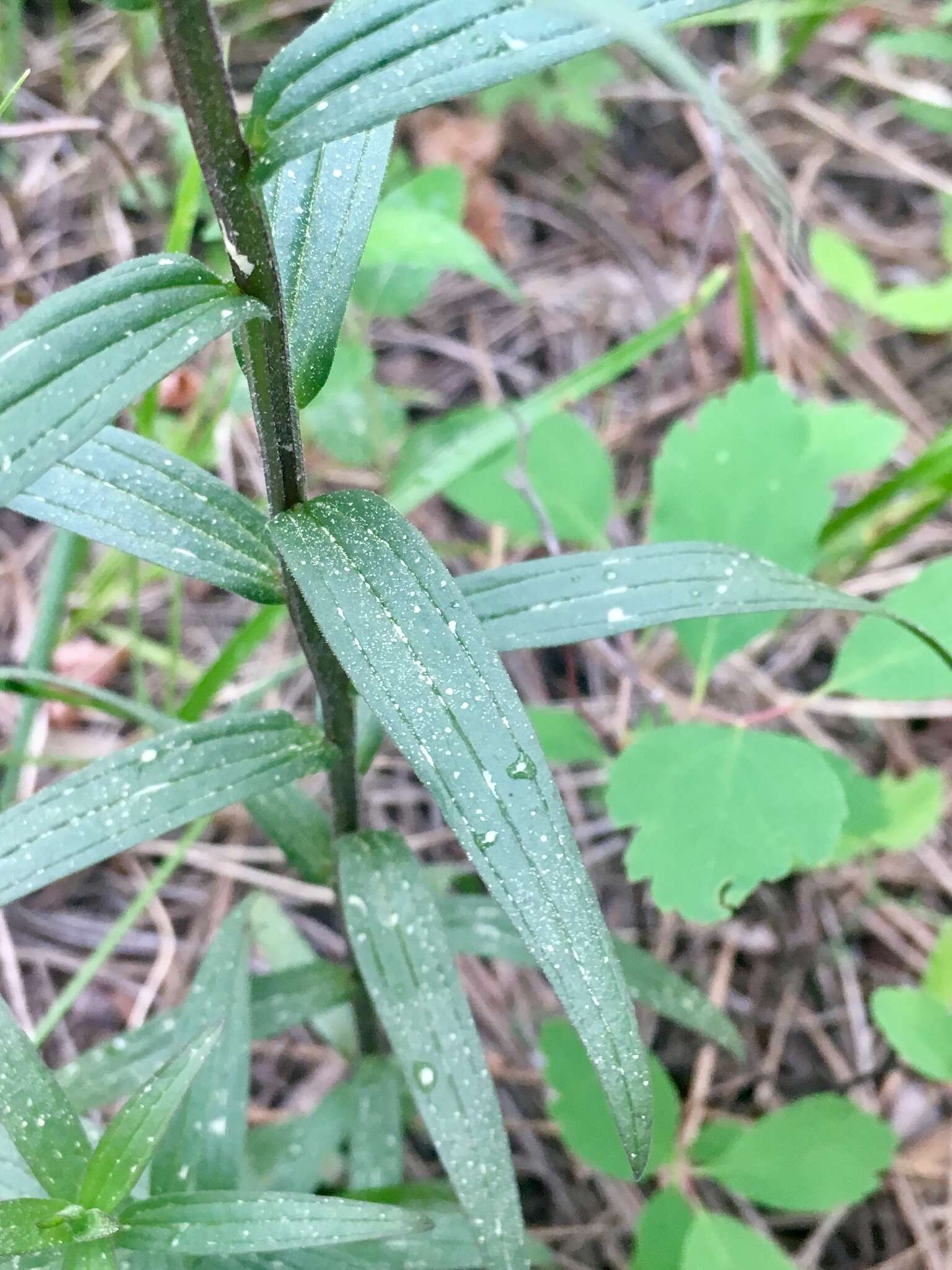 Image of Labrador Indian paintbrush