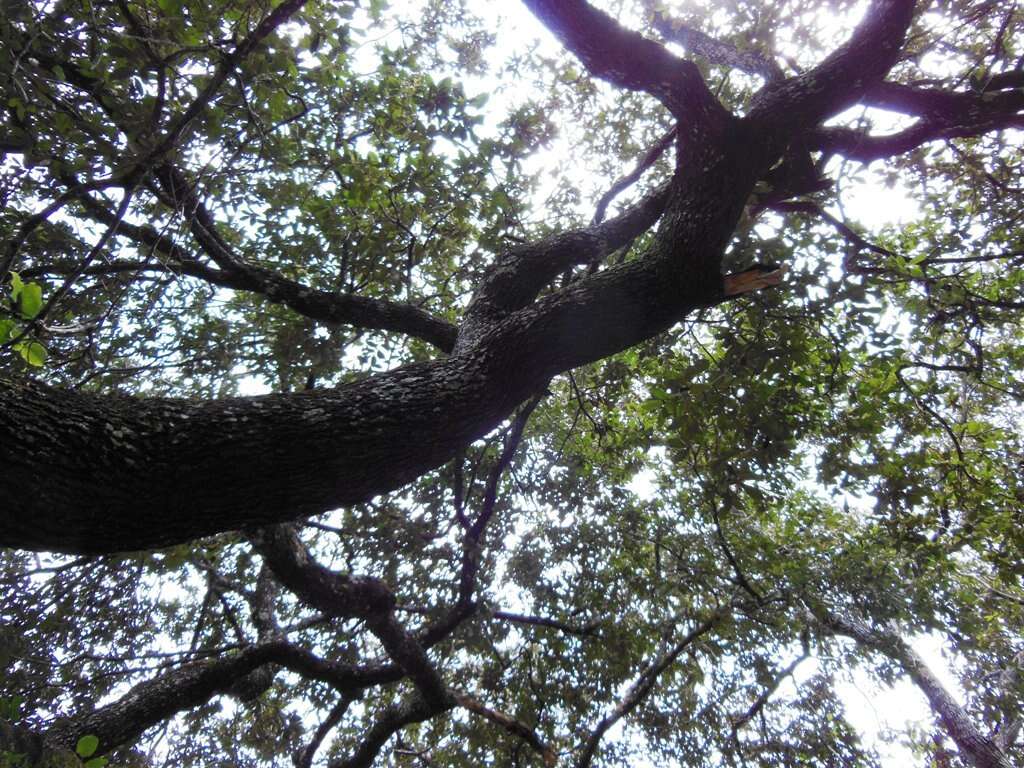 صورة Quercus peduncularis Née