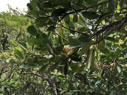 Image de Garcinia subelliptica Merr.