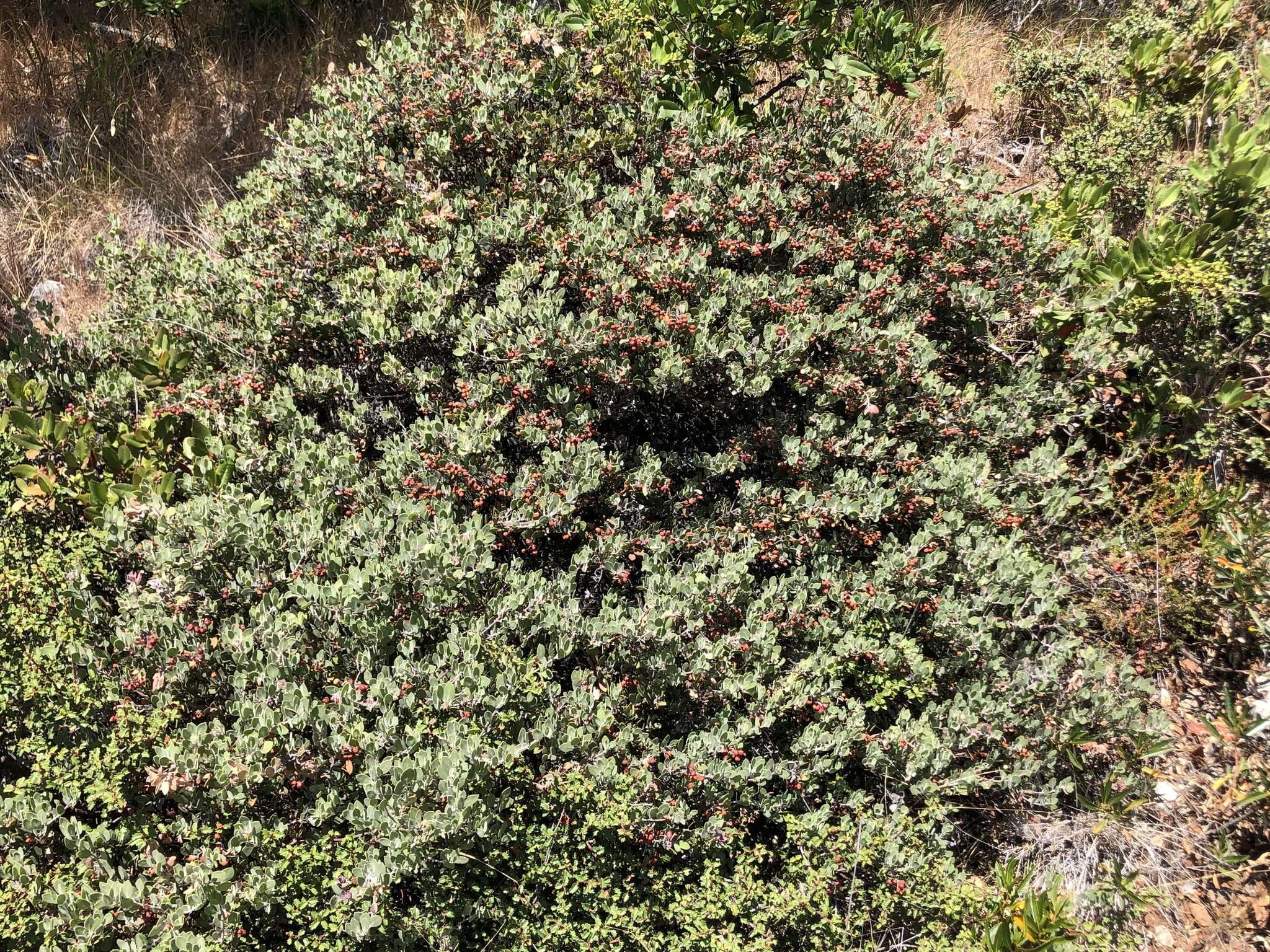 Слика од Arctostaphylos hookeri subsp. montana (Eastw.) P. V. Wells