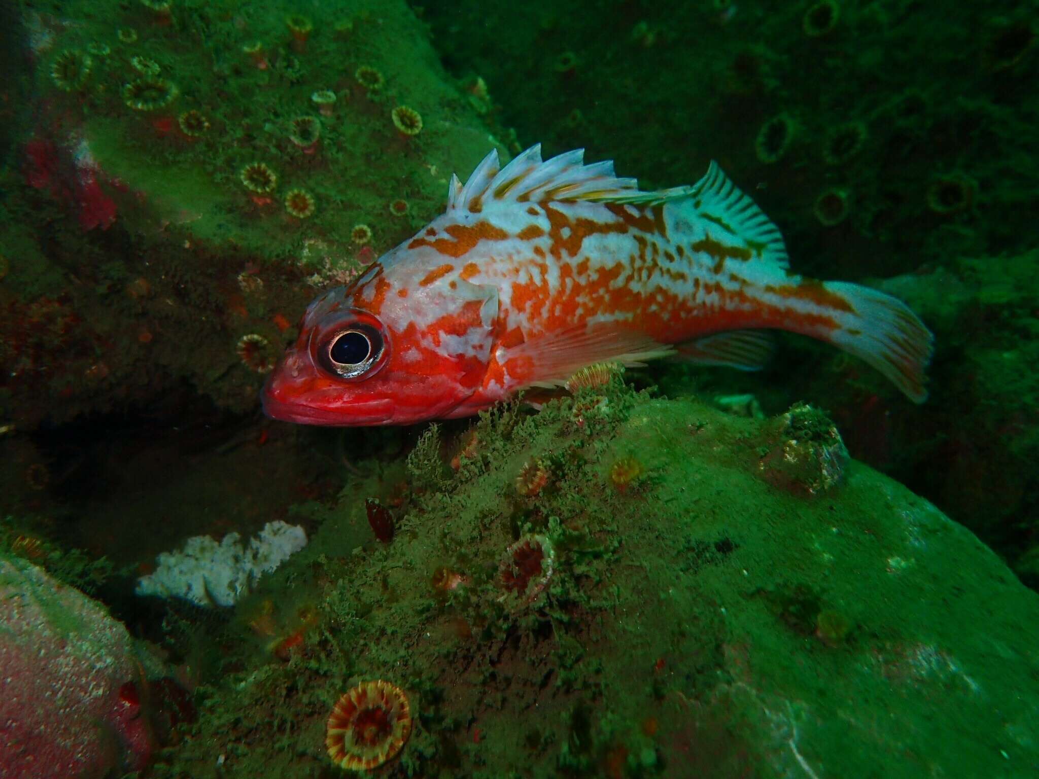 Image of Rosy rockfish