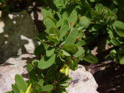 Imagem de Hypericum hypericoides subsp. multicaule (Michaux ex Willd.) N. K. B. Robson