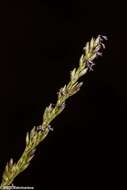 Image of Catstail dropseed