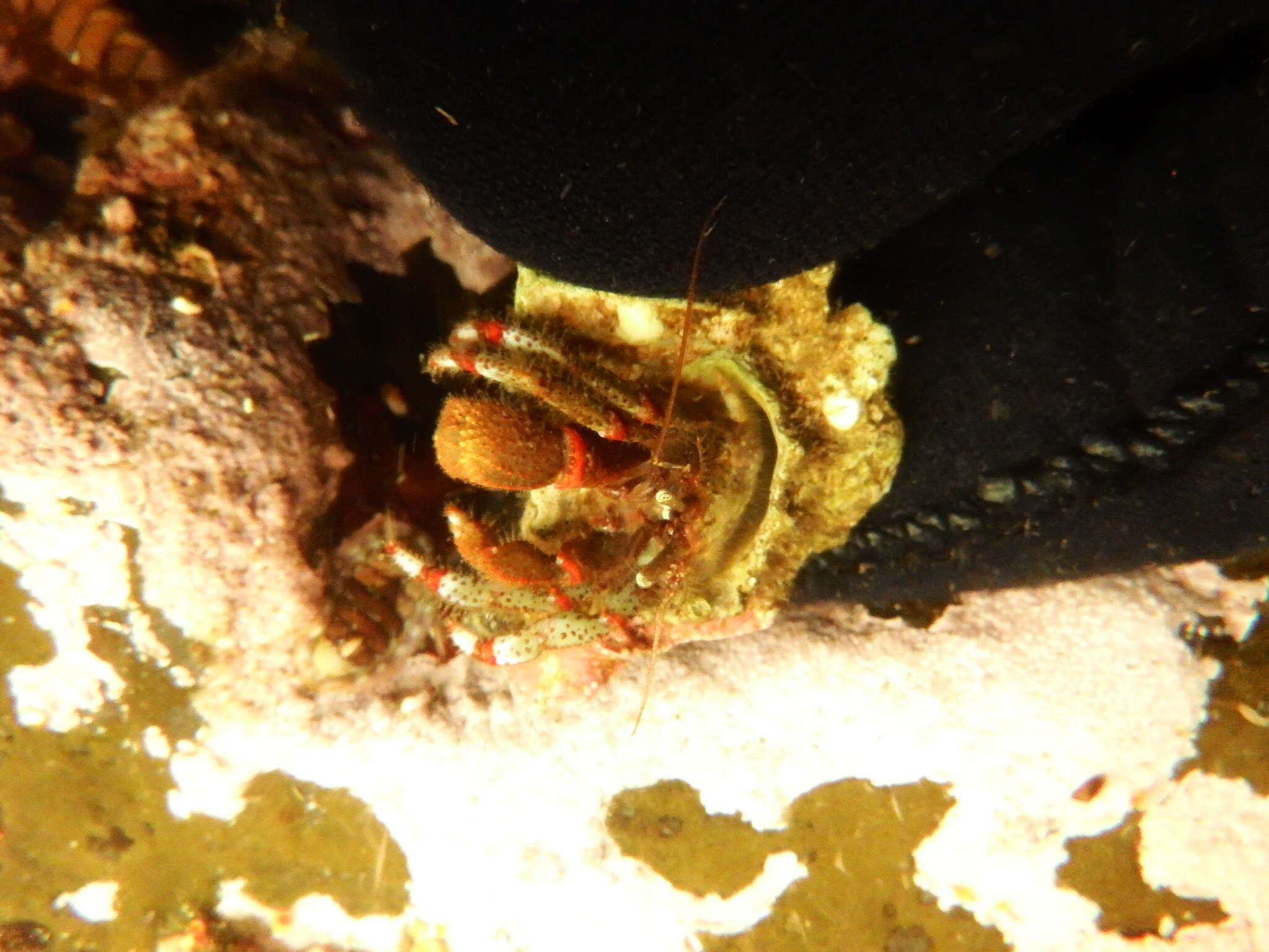 Image of Bering hermit crab