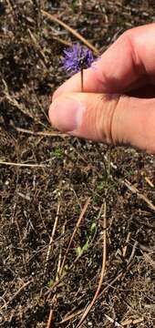 Image of Jasione maritima (Duby) L. M. Dufour ex Merino