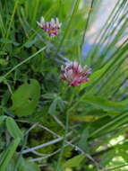 Image of cows clover