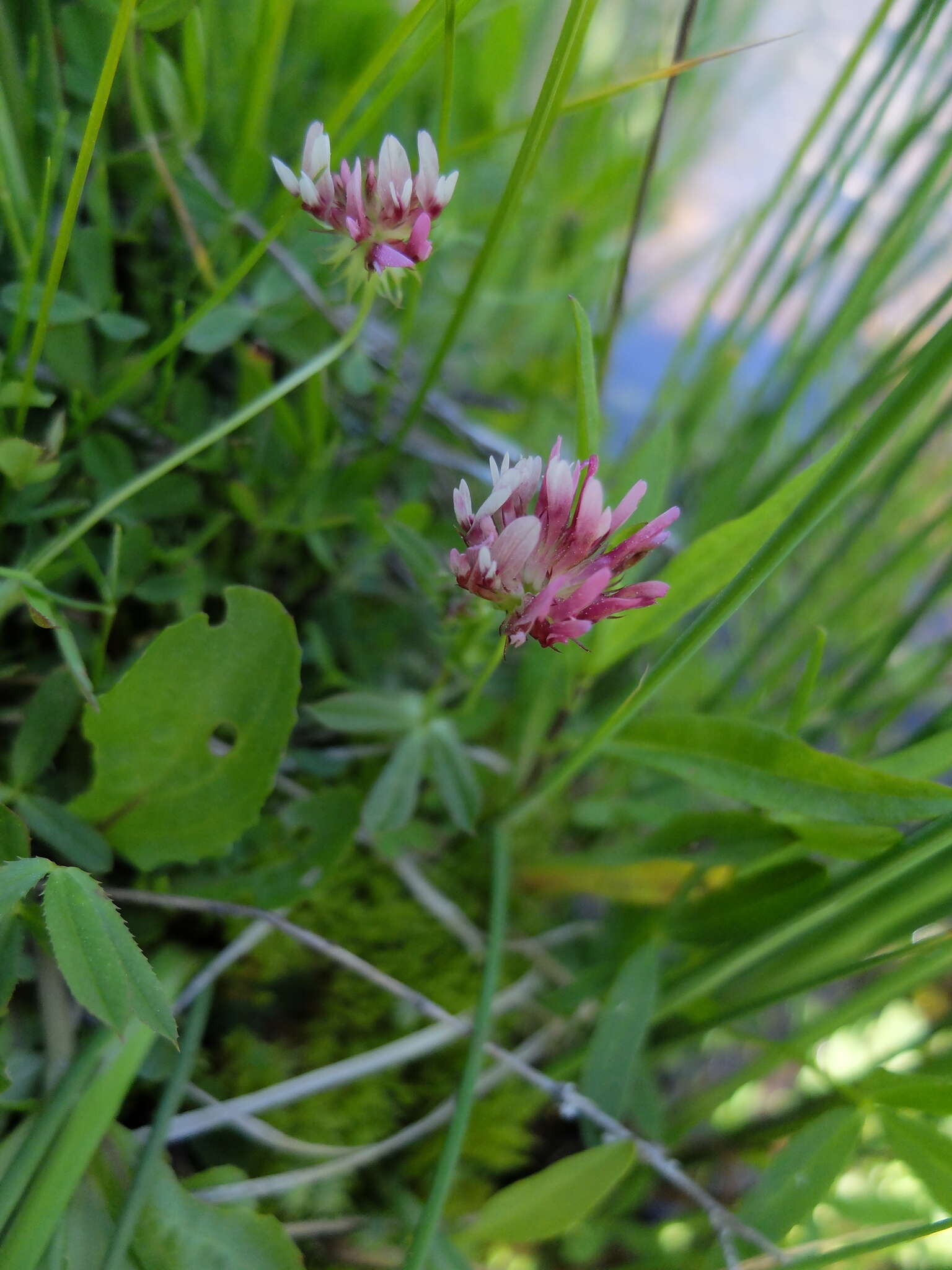 Imagem de Trifolium wormskioldii Lehm.