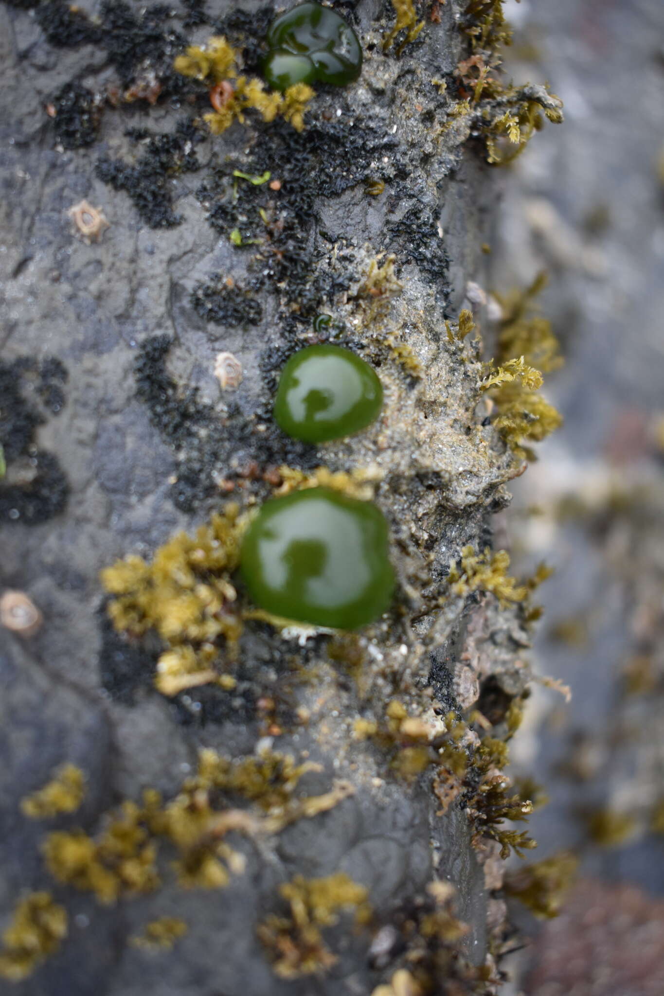 Imagem de Rivularia bullata (Poir) Berkeley ex Bornet & Flahault 1886