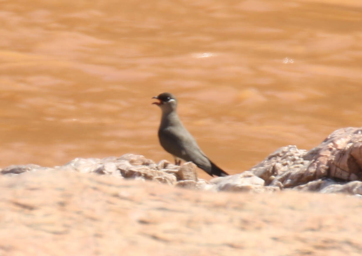 Image of Madagascan Pratincole