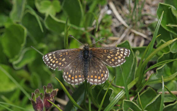 Image of Melitaea asteria Freyer 1828