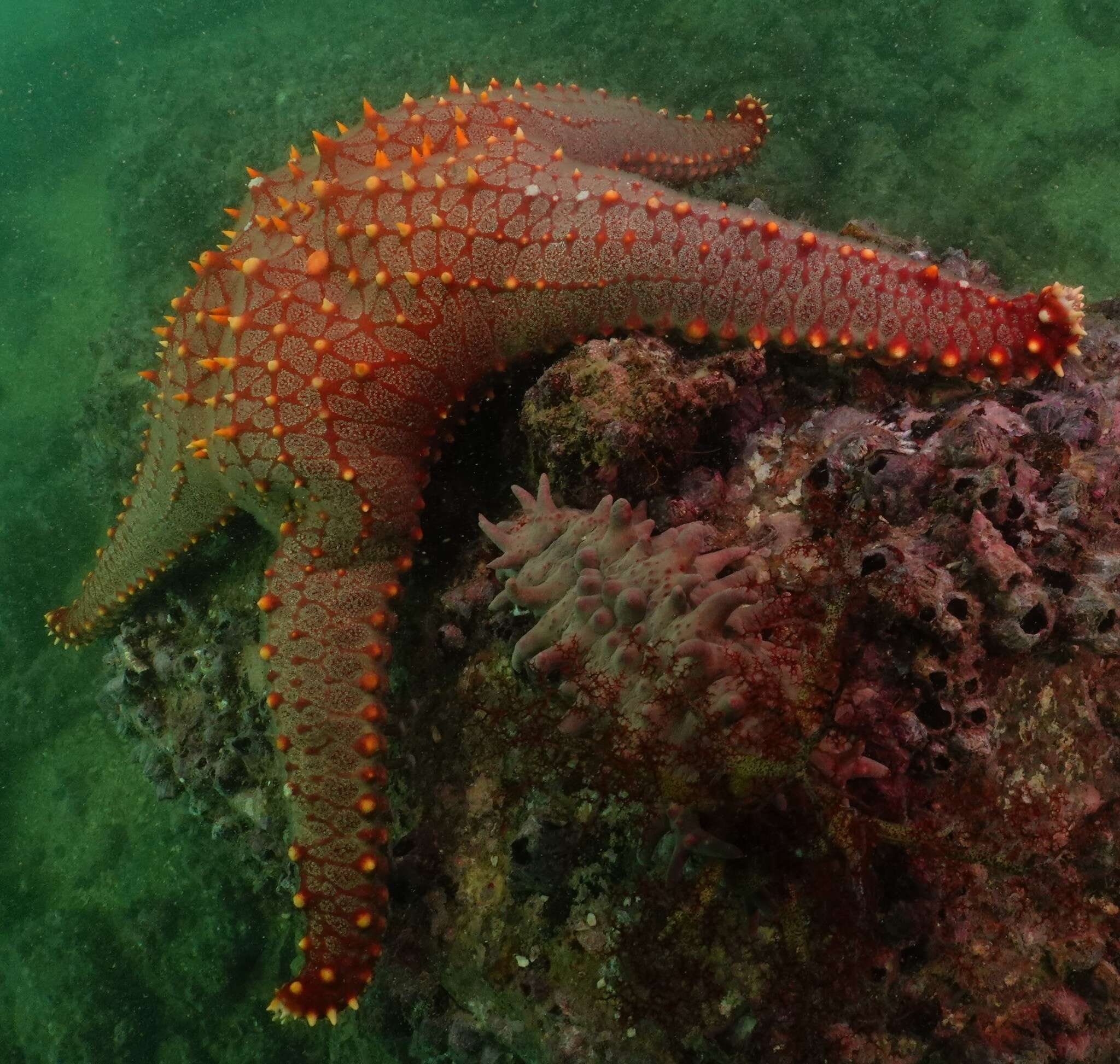 Image of Pentaceraster chinensis (Gray 1840)