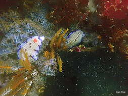 Image of Cape dorid