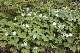 Image of Anemonastrum baicalense (Turcz.) Mosyakin