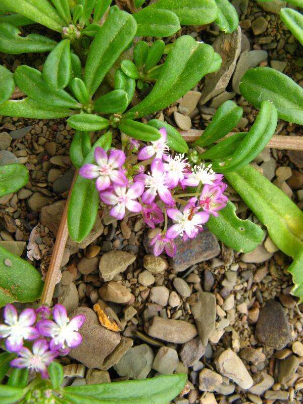 Imagem de Gisekia africana var. africana