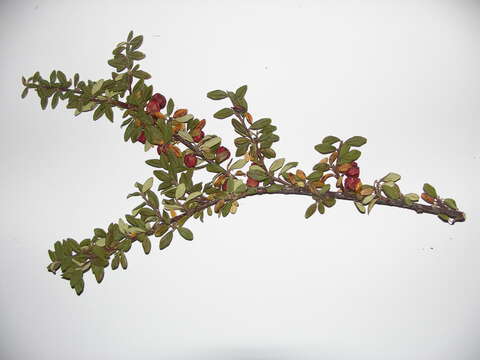 Image of Cotoneaster integrifolius (Roxb.) Klotz