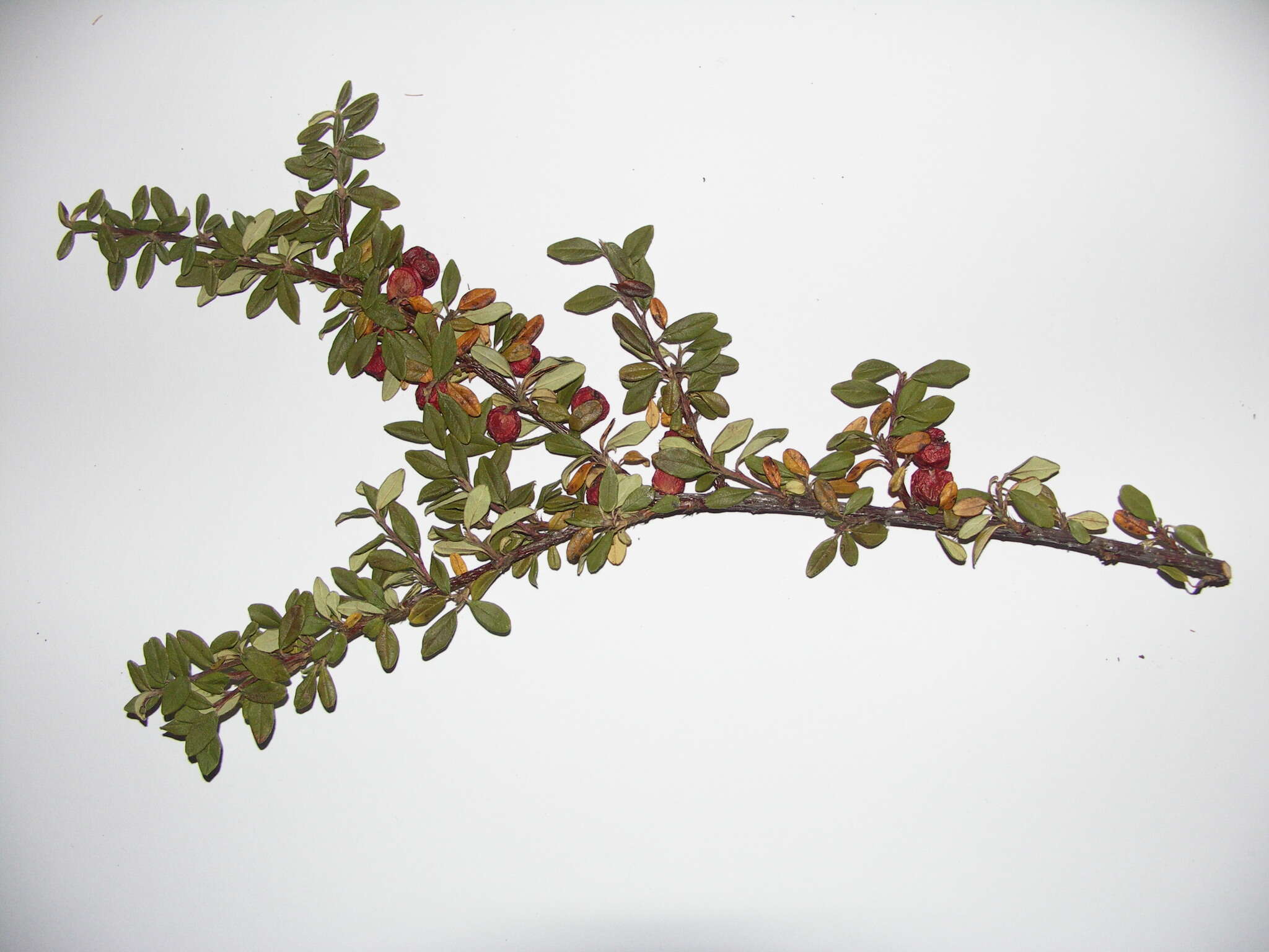 Image of Cotoneaster integrifolius (Roxb.) Klotz