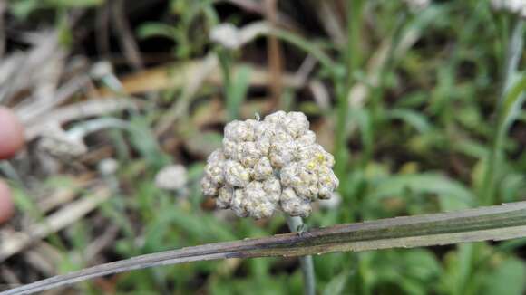 Image of Helichrysum odoratissimum (L.) Sw.