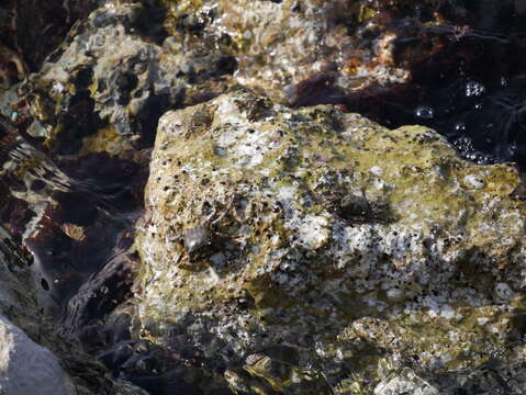 Image of marbled rock crab