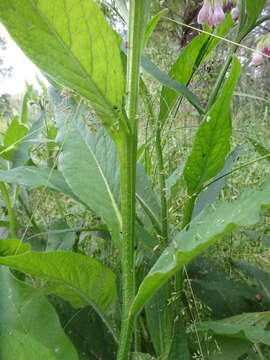 Image of boneset