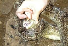 Image of Cuban Boa