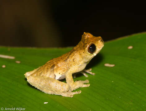 Image of Dendropsophus kamagarini Rivadeneira, Venegas & Ron 2018