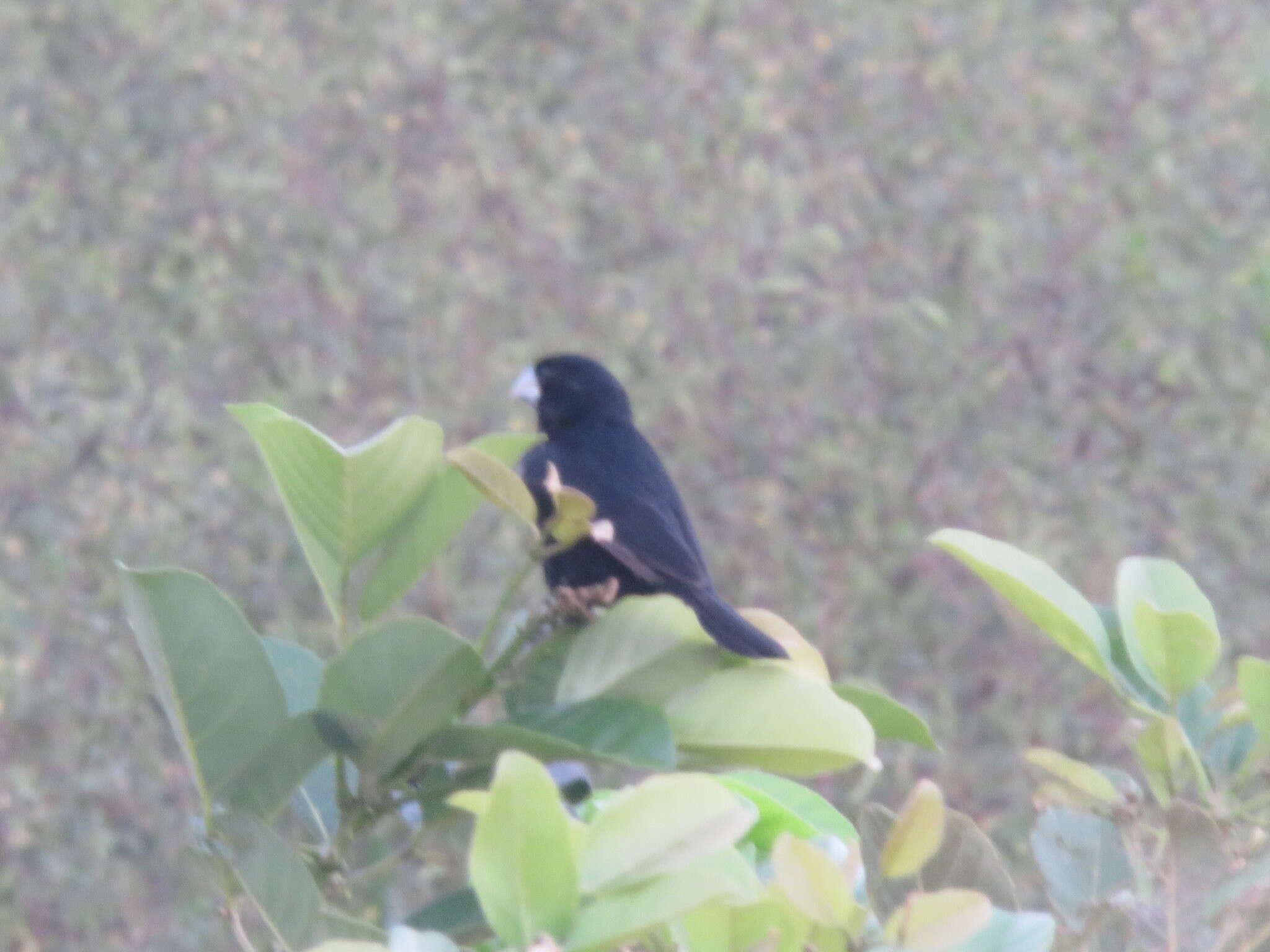 Image of Great-billed Seed Finch