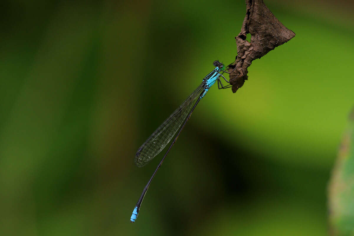 Image of Nesobasis angulicollis Tillyard 1924