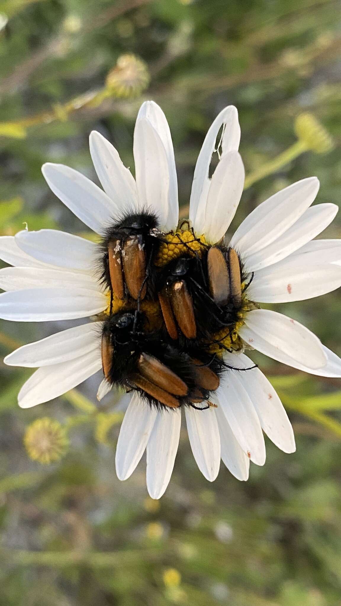 صورة Eulasia (Eulasia) bombyliformis (Pallas 1781)