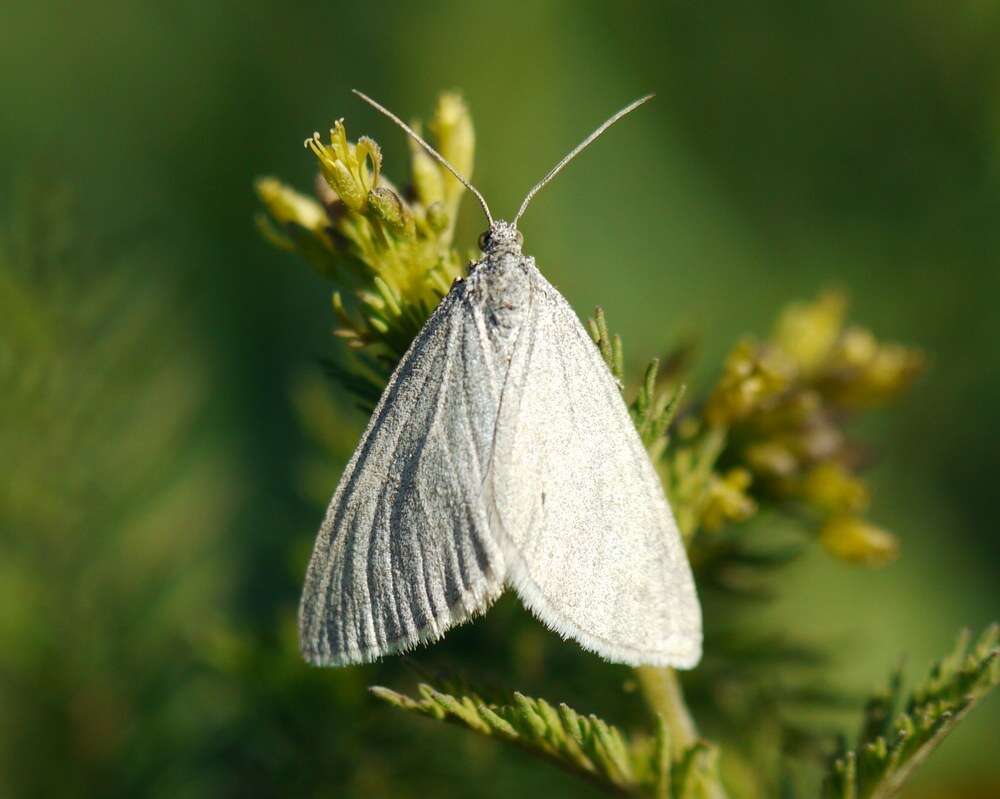 Image of Lithostege farinata Hüfnagel 1767