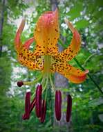 Lilium michauxii Poir. resmi