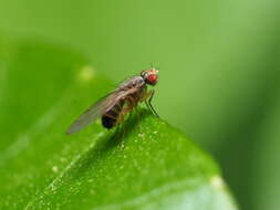 Image of Pomace fly