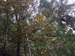 Image of Pseudopanax discolor (Kirk) Harms