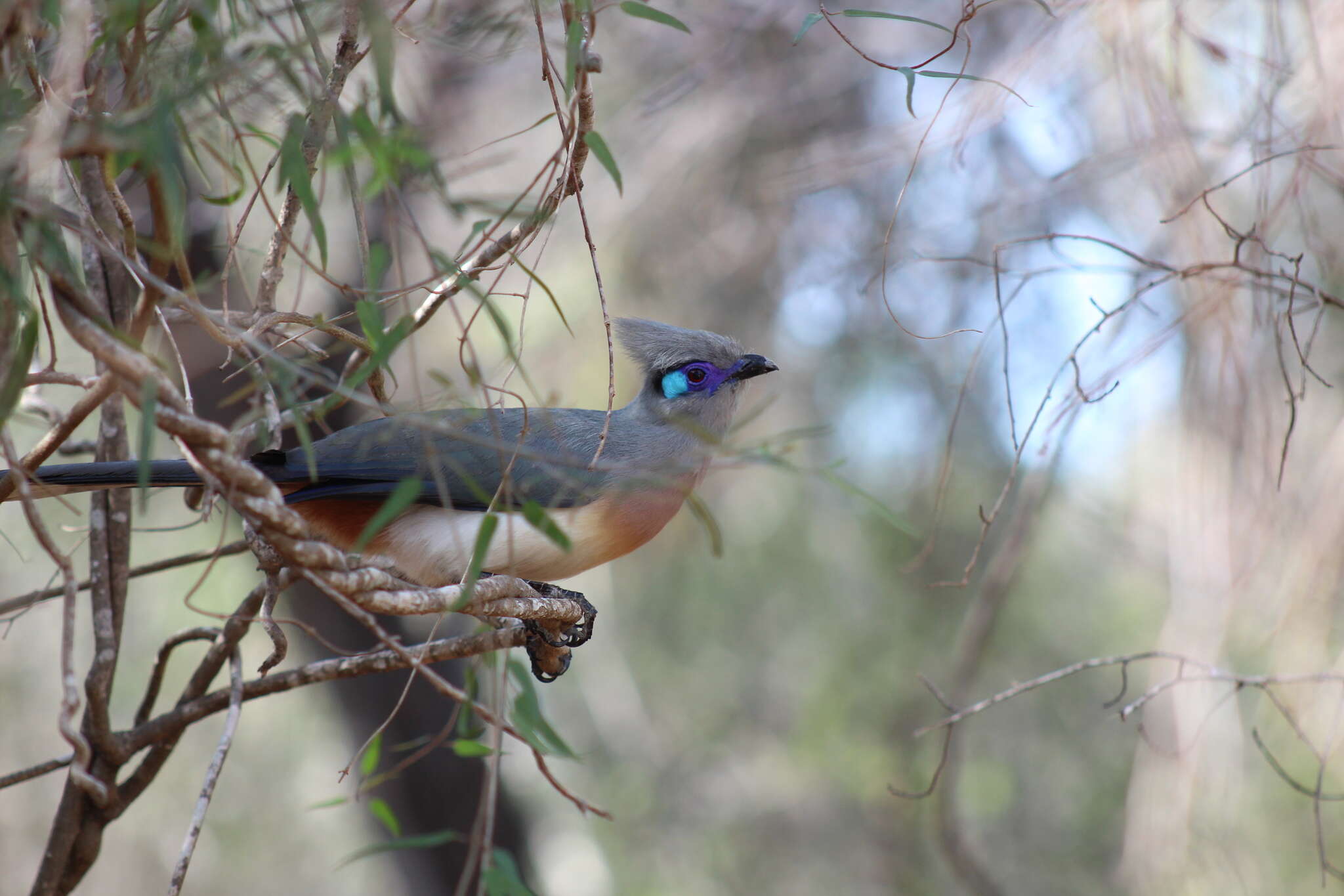 Image of Crested Coua