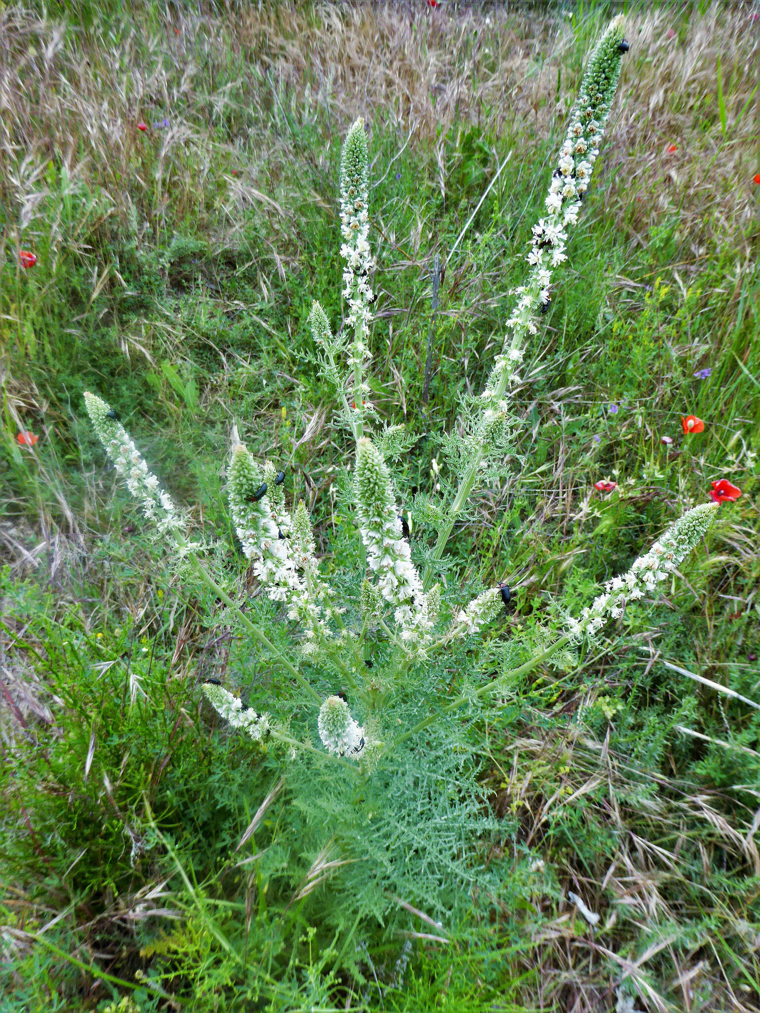 Image of Reseda suffruticosa Loefl.