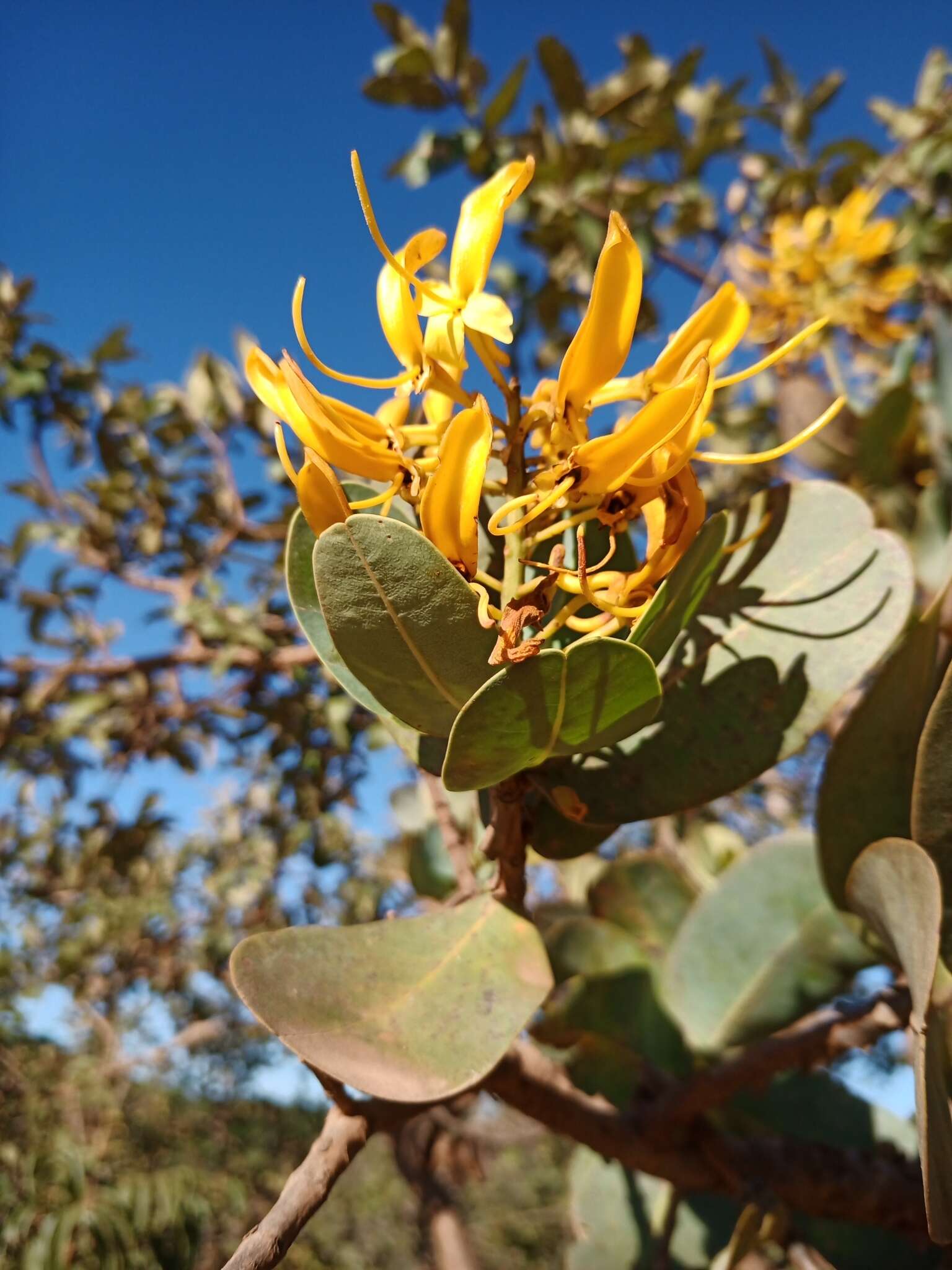 Image of Vochysia elliptica Mart.