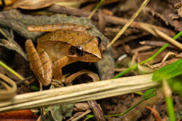 Image of Rana longicrus Stejneger 1898