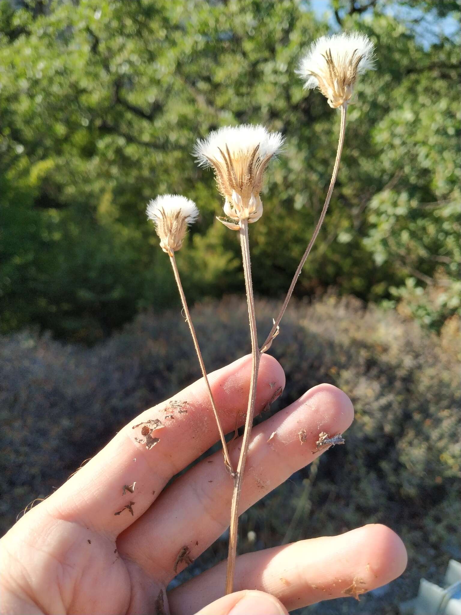 صورة Crepis alpina L.