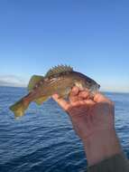 Image of Yellowtail rockfish