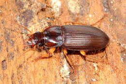 Plancia ëd Harpalus (Pseudoophonus) pensylvanicus (De Geer 1774)