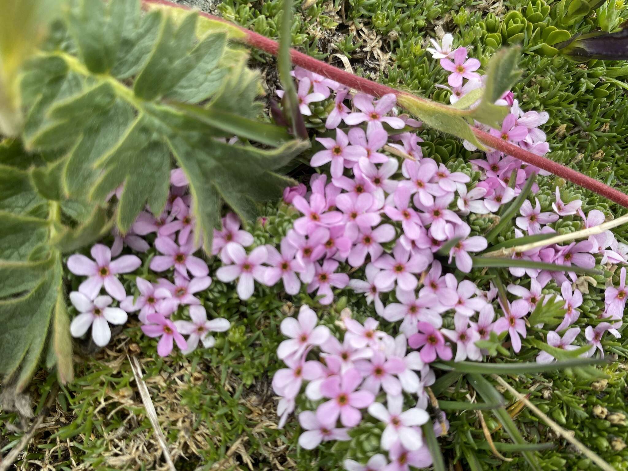 Image of Androsace alpina (L.) Lam.