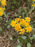 Image of woolly ragwort