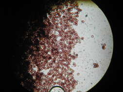 Image of Didymium anellus